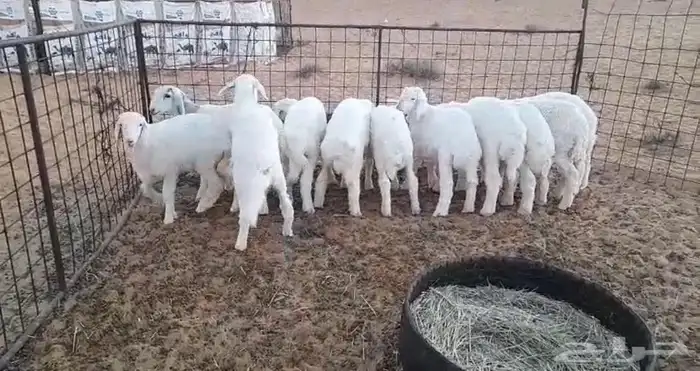 ذبائح حري نظيف تفريد 1