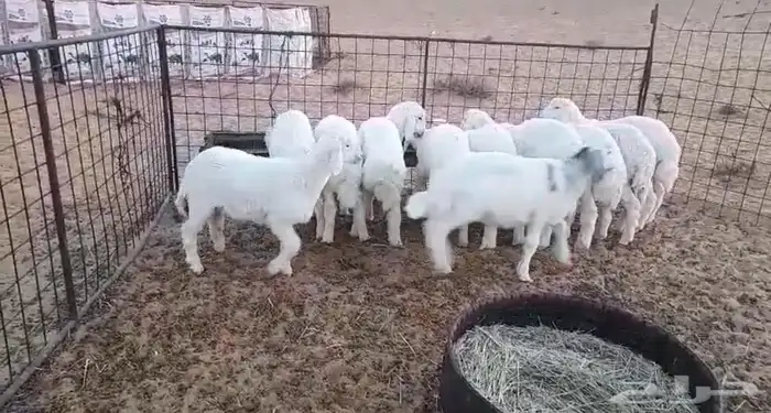 ذبائح حري نظيف تفريد 2