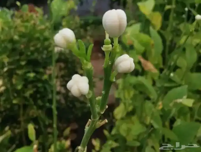 شتلات مشتل اشجار زينه 32