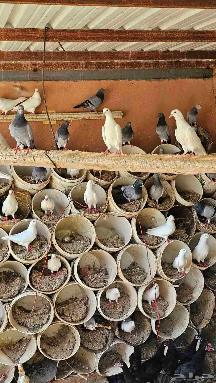 حمام زاجل وفرنسي 3