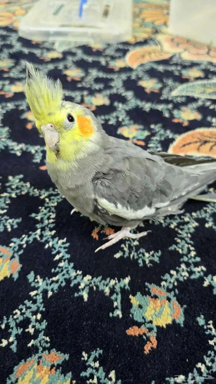 طيور كروان 2