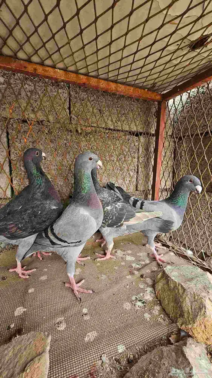 حمام هومر للبيع 4