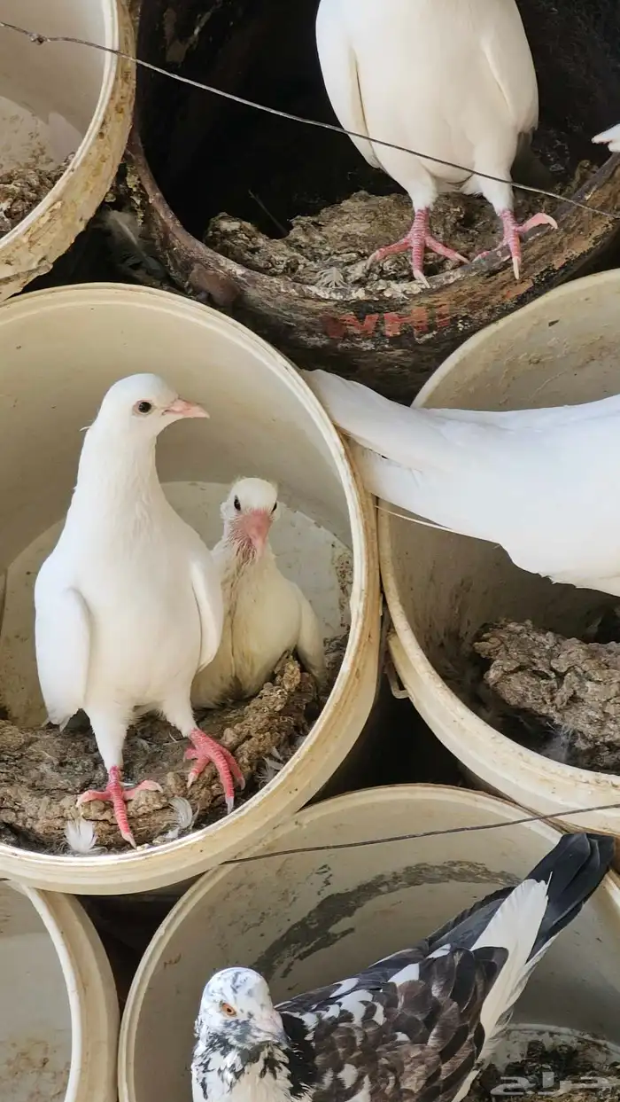 حمام زاجل وفرنسي 7