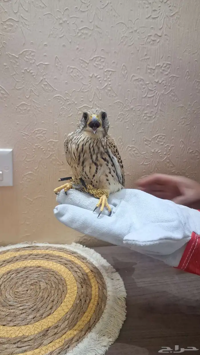 شبوط للبيع 1