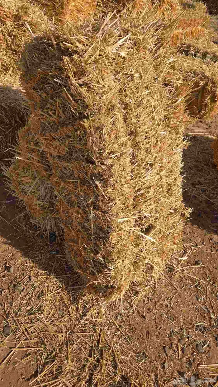 تبن قمح شد شركه كلاس 5