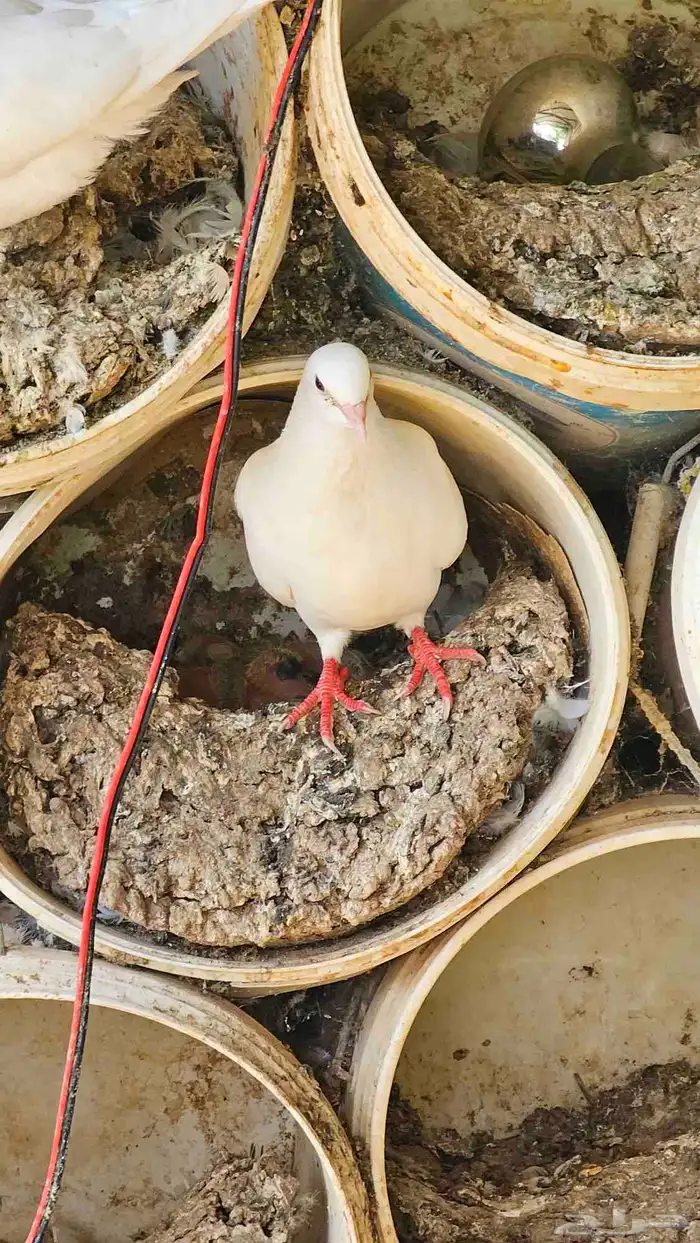 حمام زاجل وفرنسي 6