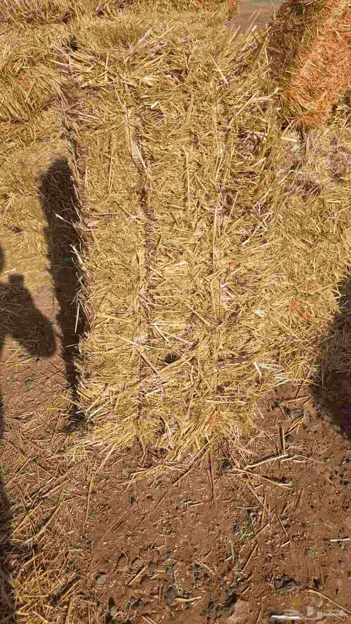 تبن قمح شد شركه كلاس 6