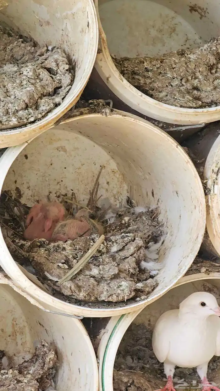 حمام زاجل وفرنسي 5