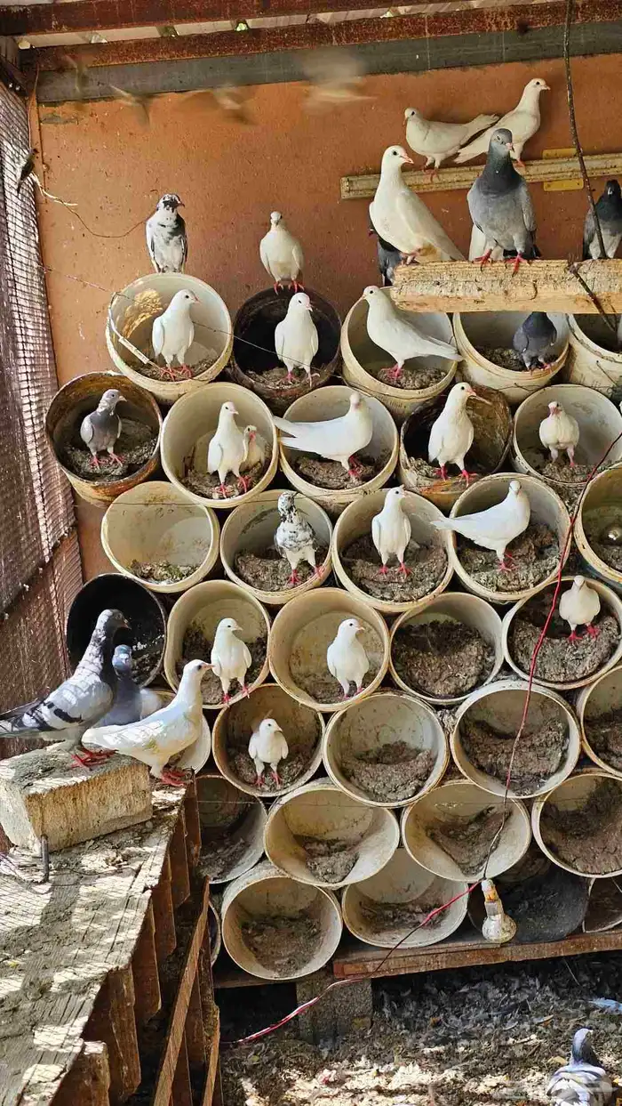 حمام زاجل وفرنسي 0