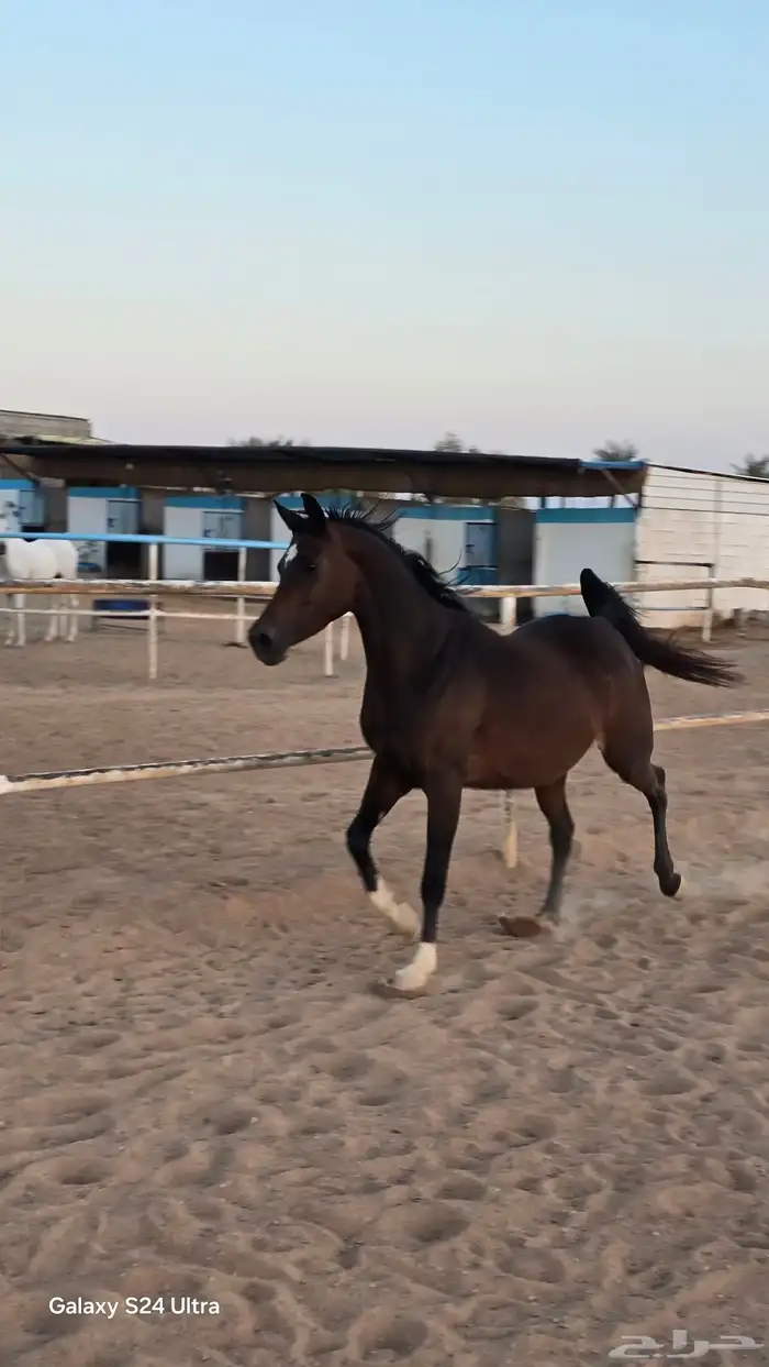 فراس واهو فاااخر 0