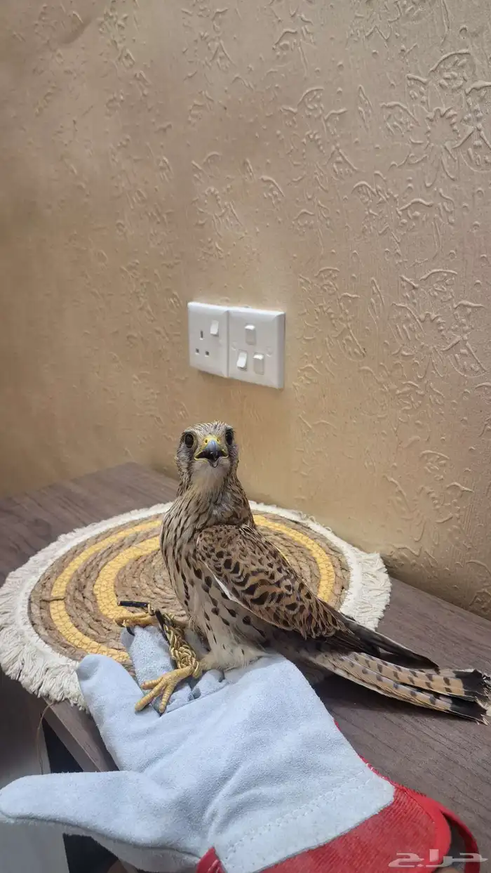 شبوط للبيع 2