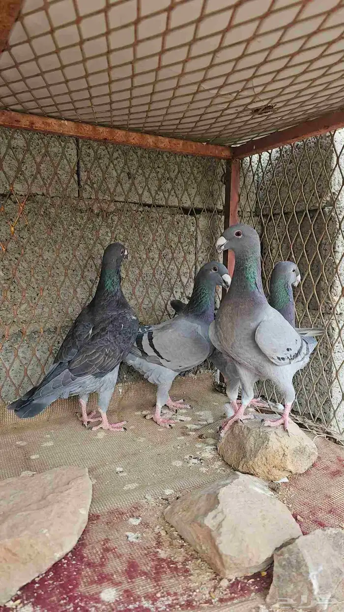 حمام هومر للبيع 0