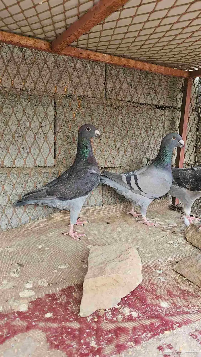 حمام هومر للبيع 2