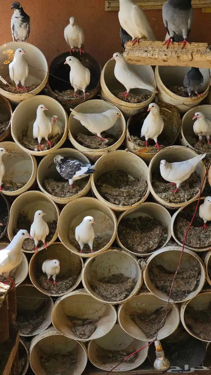 حمام زاجل وفرنسي 1