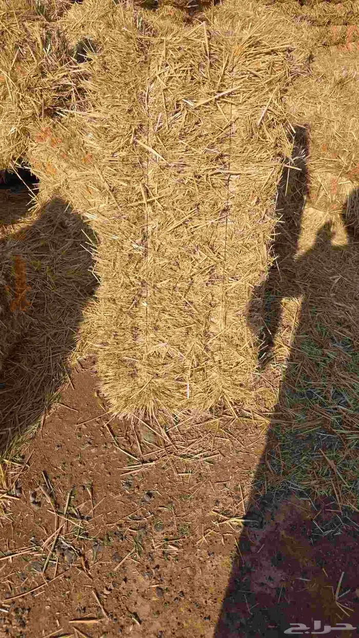 تبن قمح شد شركه كلاس 1