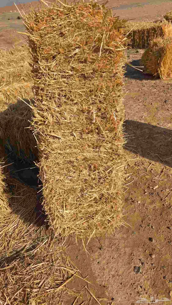 تبن قمح شد شركه كلاس 4