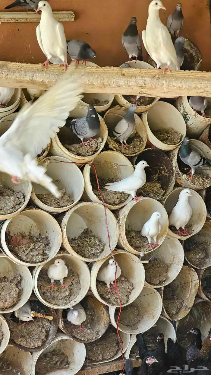 حمام زاجل وفرنسي 2