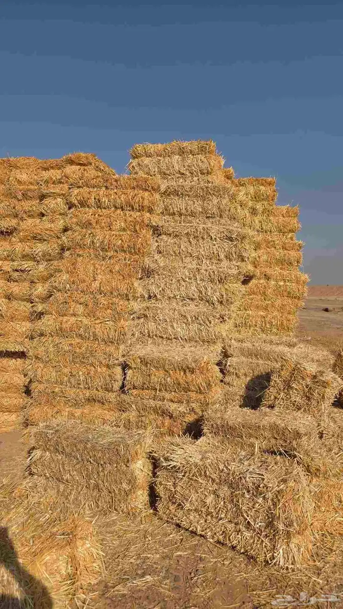 تبن قمح شد شركه كلاس 3