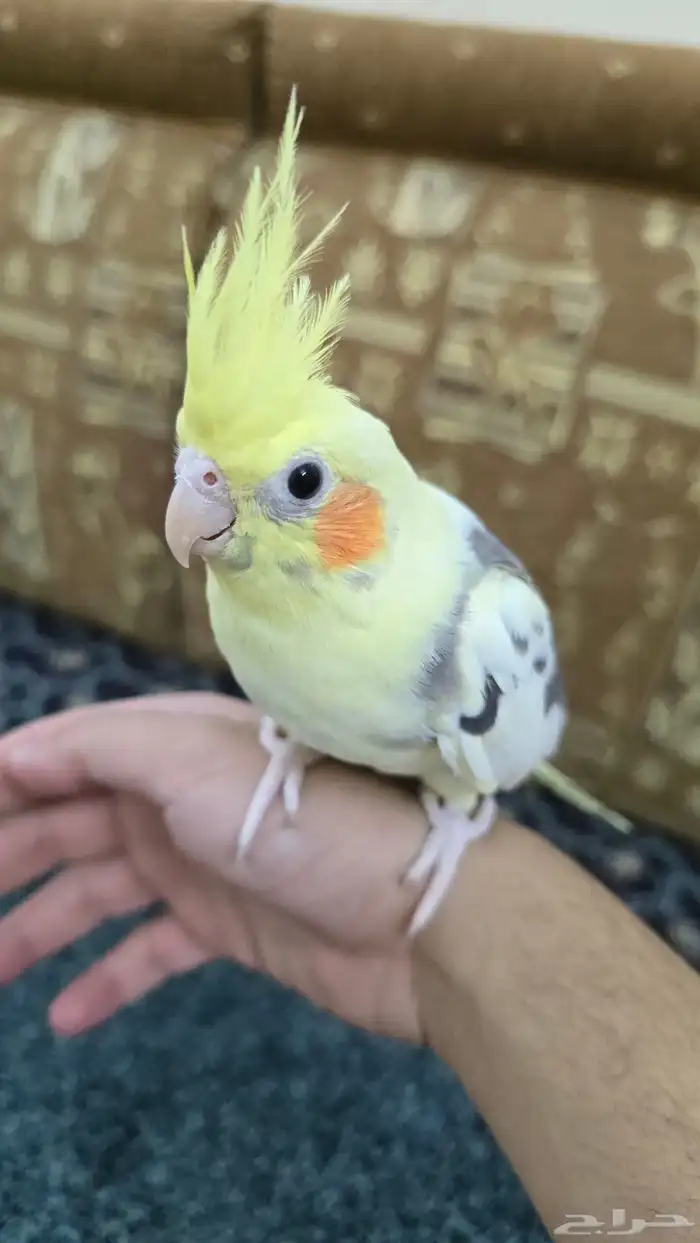 طيور كروان 1