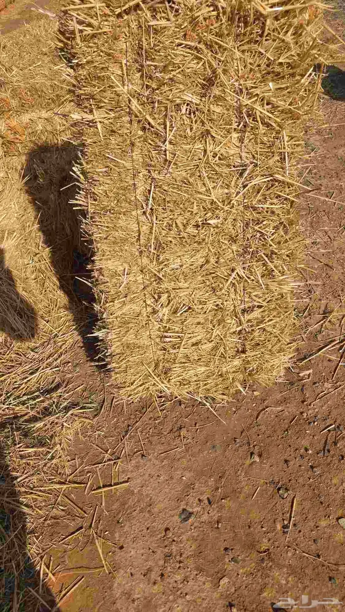 تبن قمح شد شركه كلاس 2