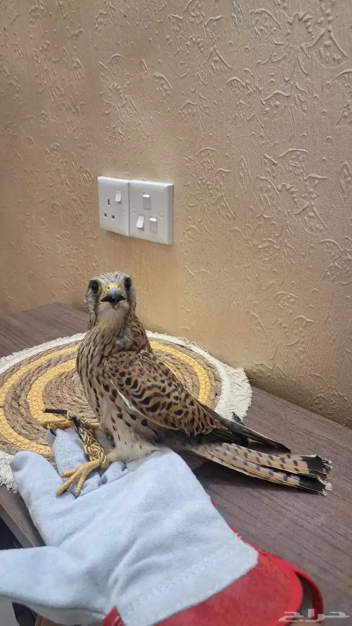 شبوط للبيع 0