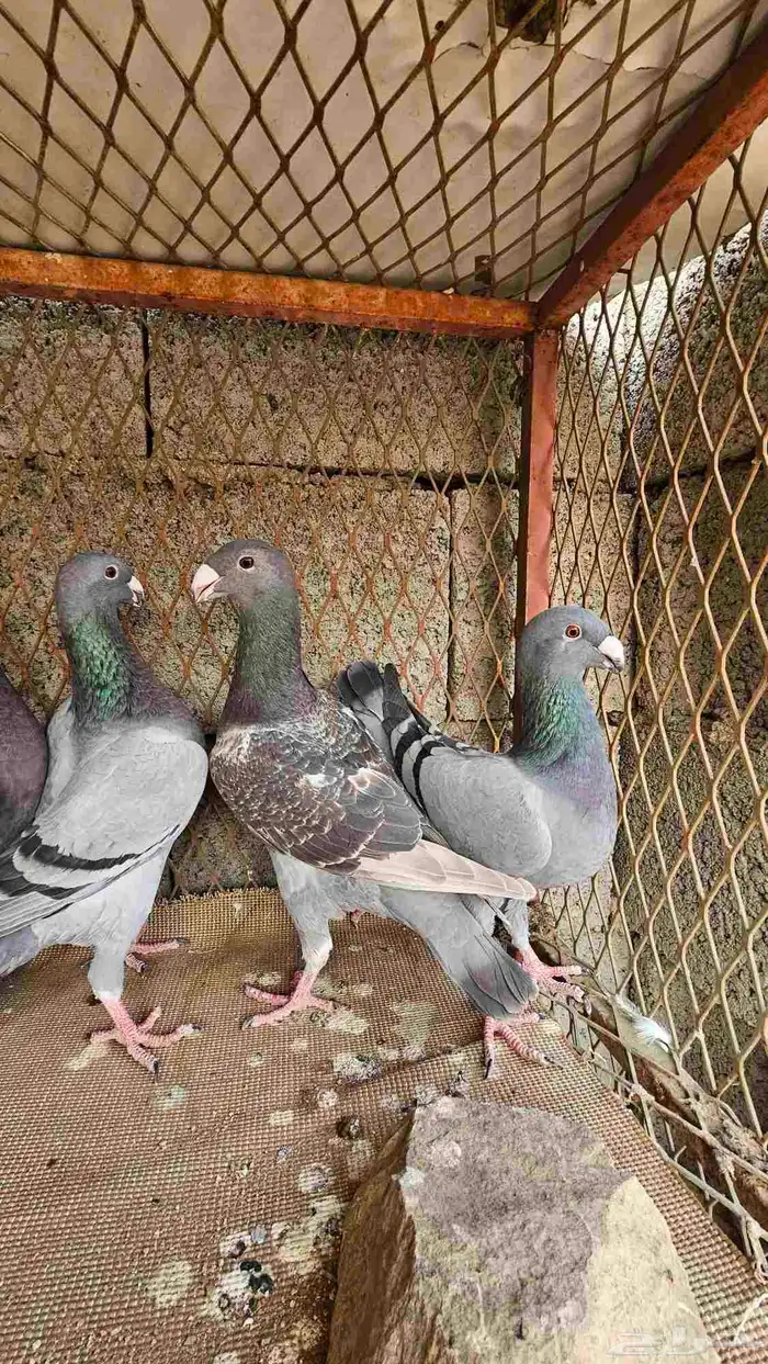 حمام هومر للبيع 3