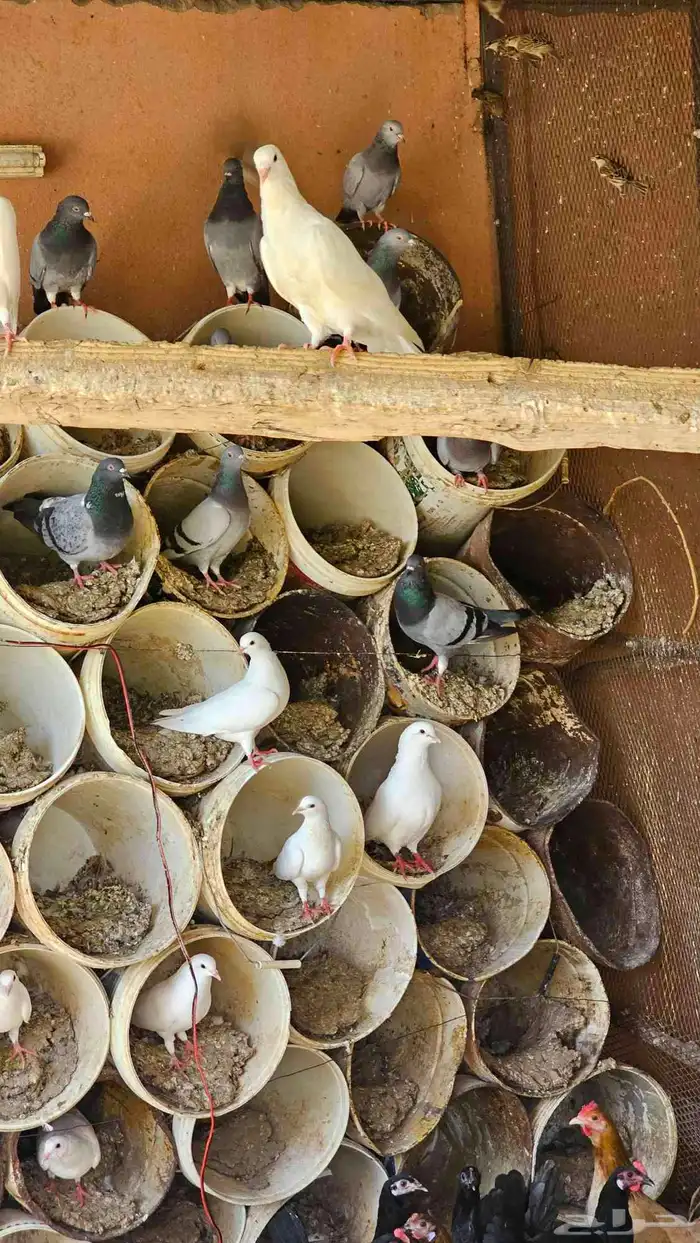 حمام زاجل وفرنسي 4