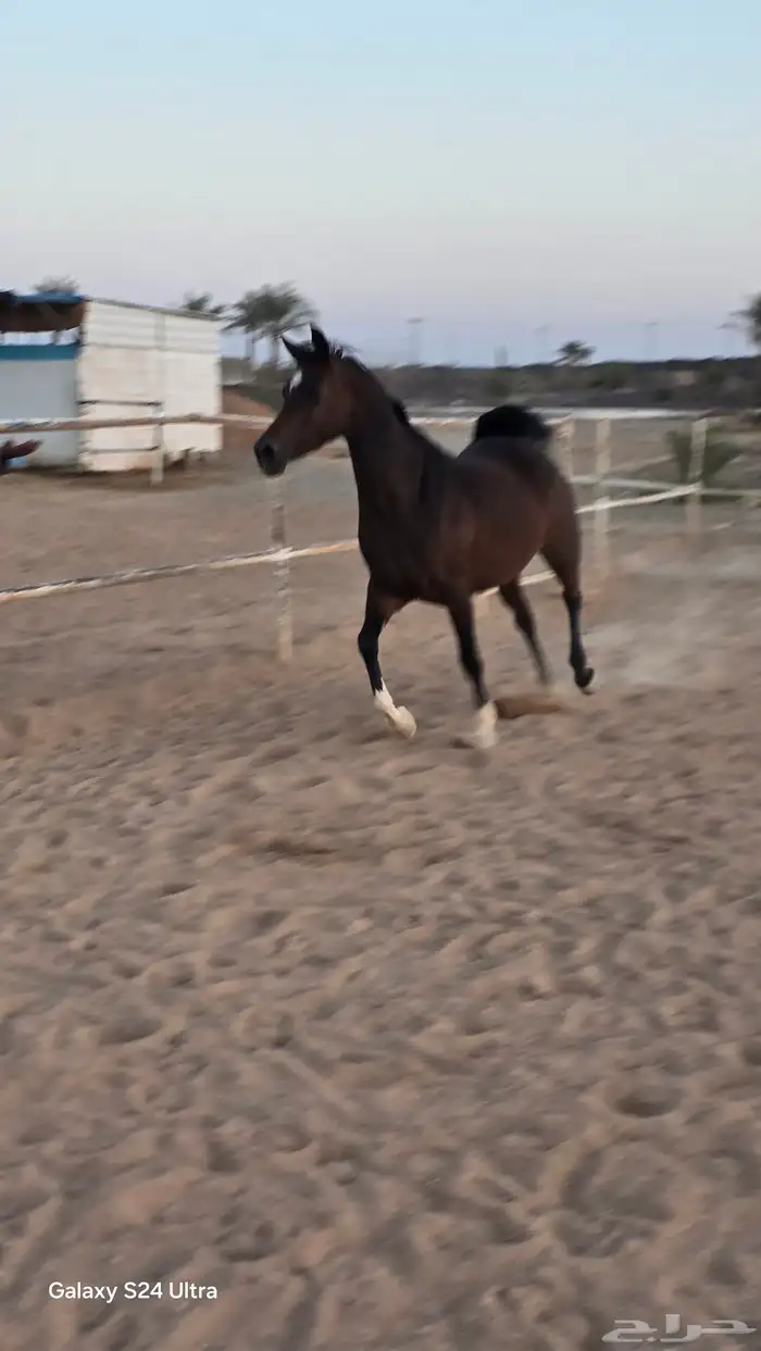 فراس واهو فاااخر 1