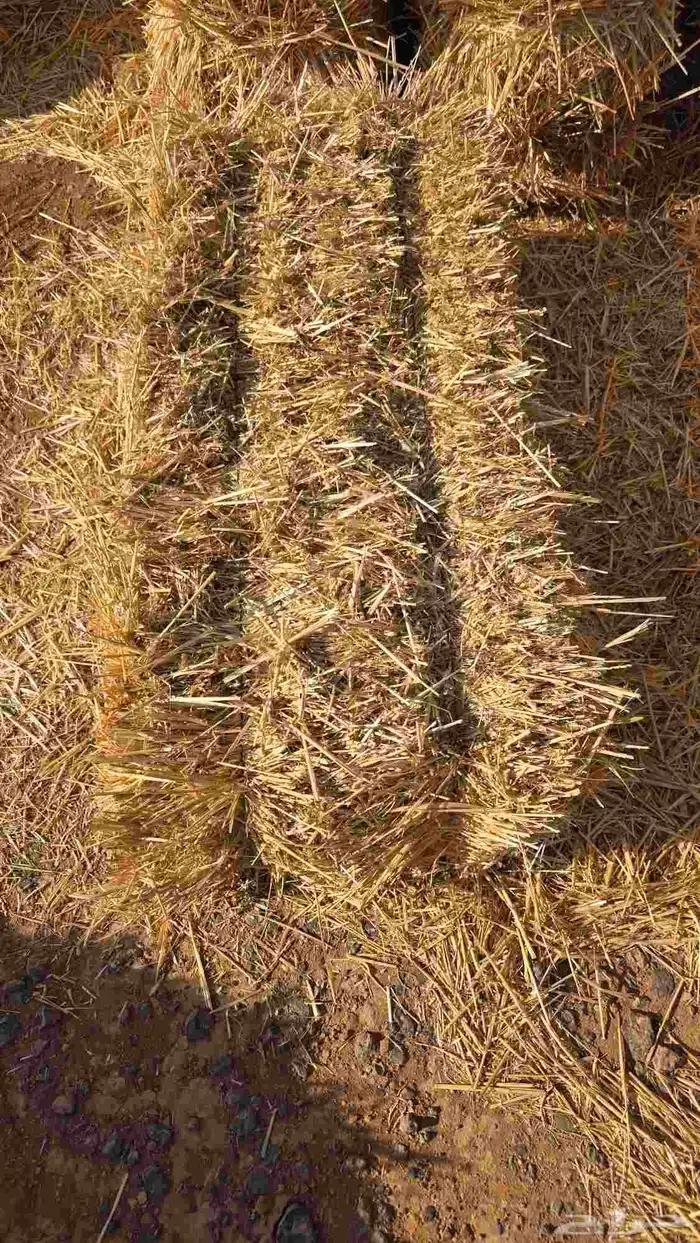 تبن قمح شد شركه كلاس 0