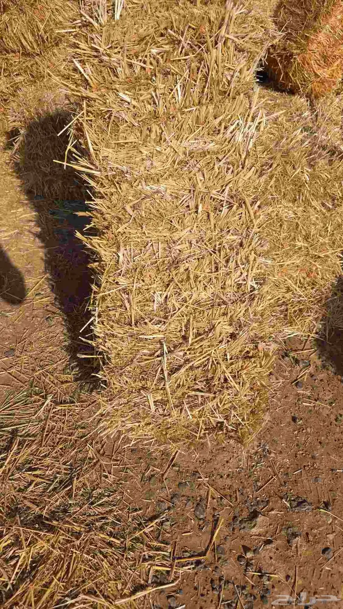 تبن قمح شد شركه كلاس 7