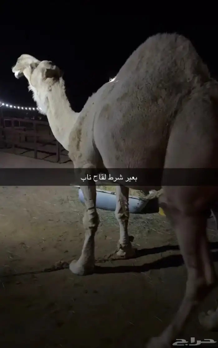 بعير فحل اوضح 0