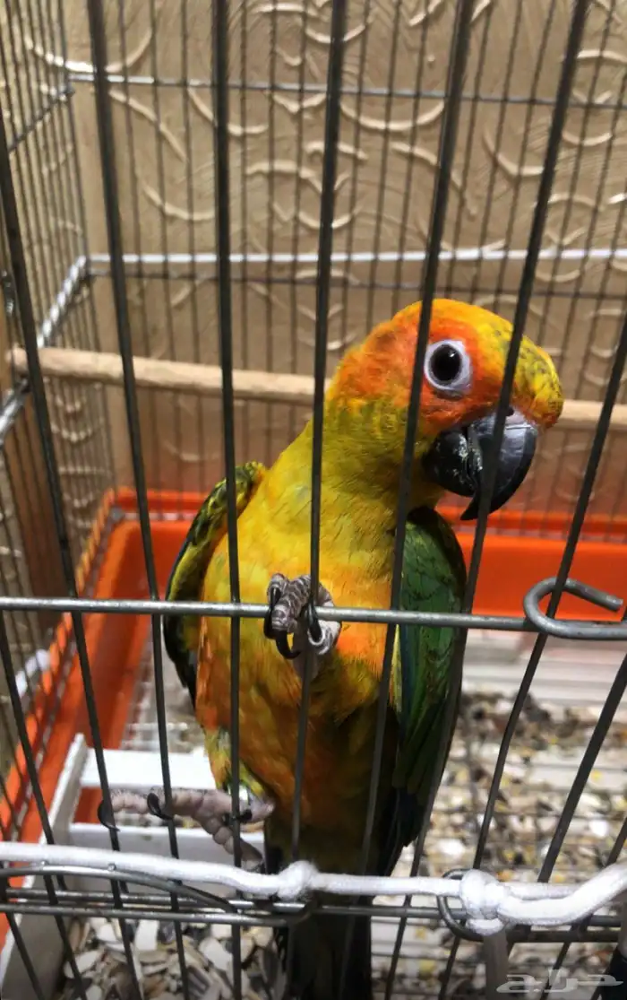 صن كنيور مفقود بحي طيبة 1