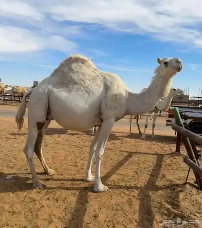 لقحه وضحى ملاقي 0