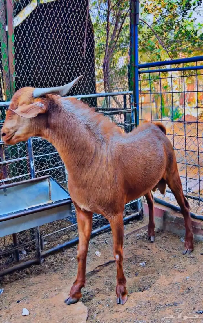 تيس جنوبي طيب ومنتج توه يربع 3