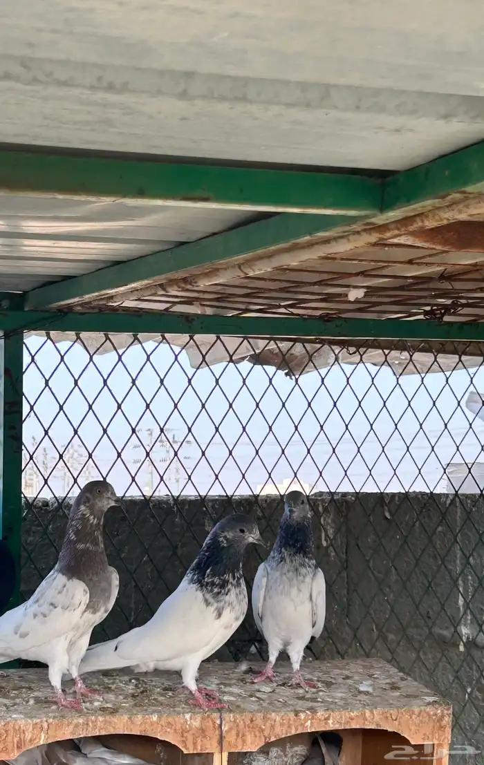 حمام باكستاني ( طيار) 0