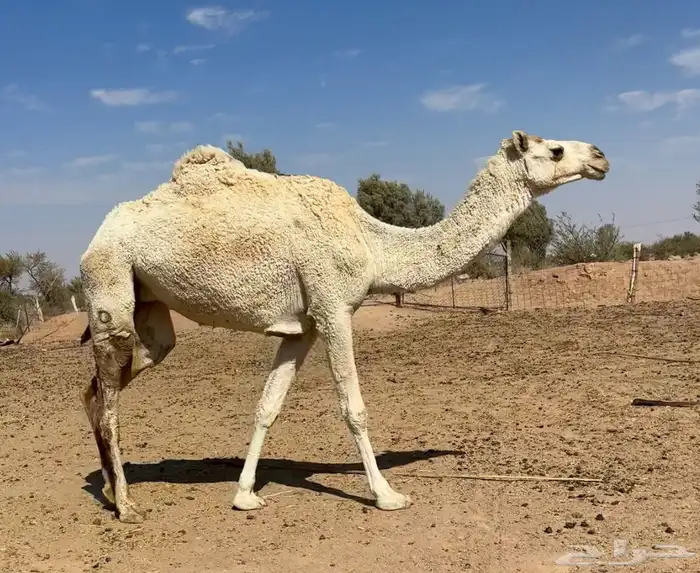 ضروبه طيبه 3