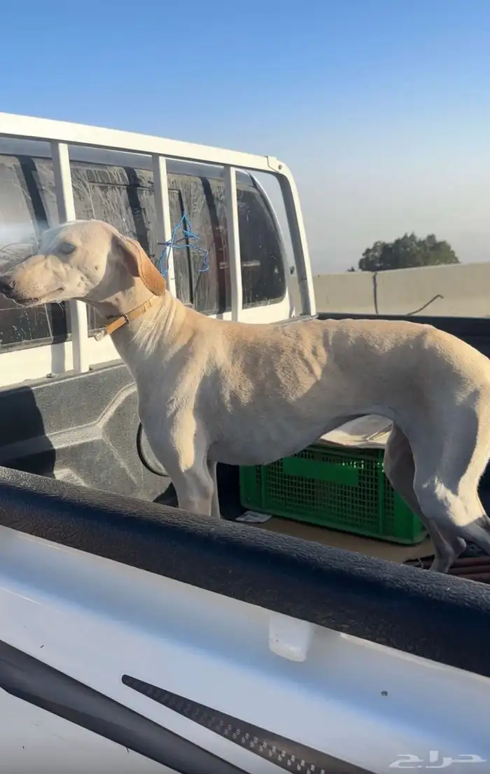 مفقوده الله يكرمكم كلب سلق 0