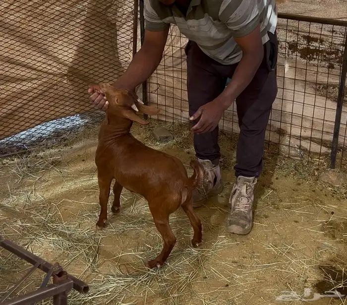 تيس لباني محايلي 0