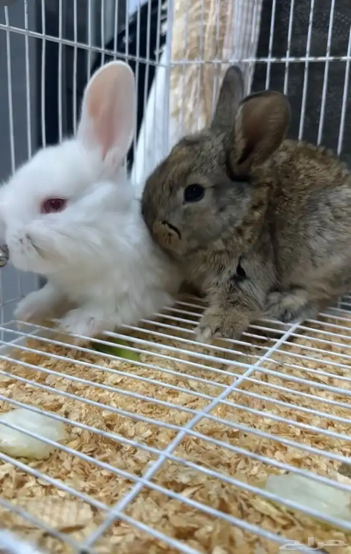 ارنب هولندي بكامل مستلزماته للبدل 1