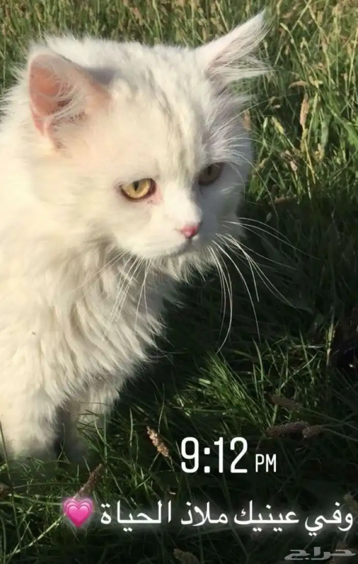 قطه ضايعه بحائل الرجاء لمن يجدها يتواصل معي واتس 0