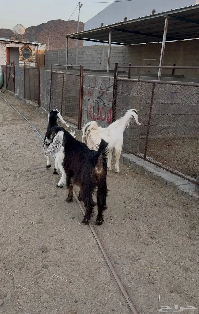 تيس وجمد للبيع 1