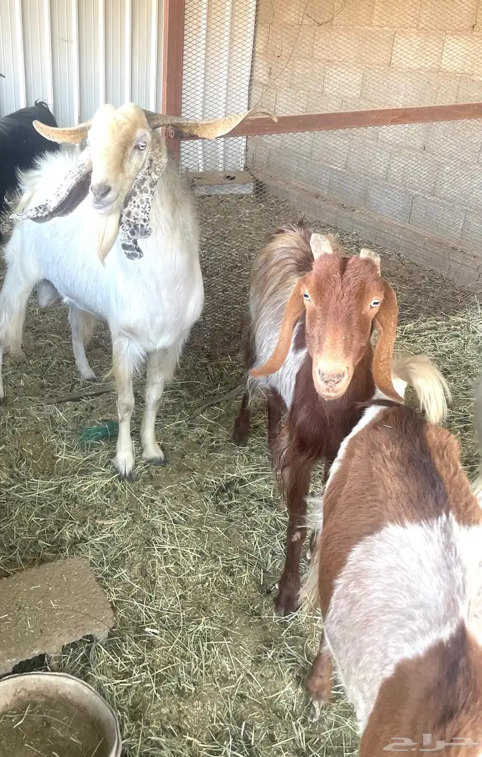 فحل معزا ابيض 2