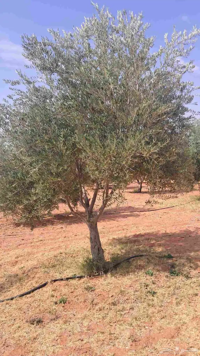 شجر باياض وجه درجه اولا 9