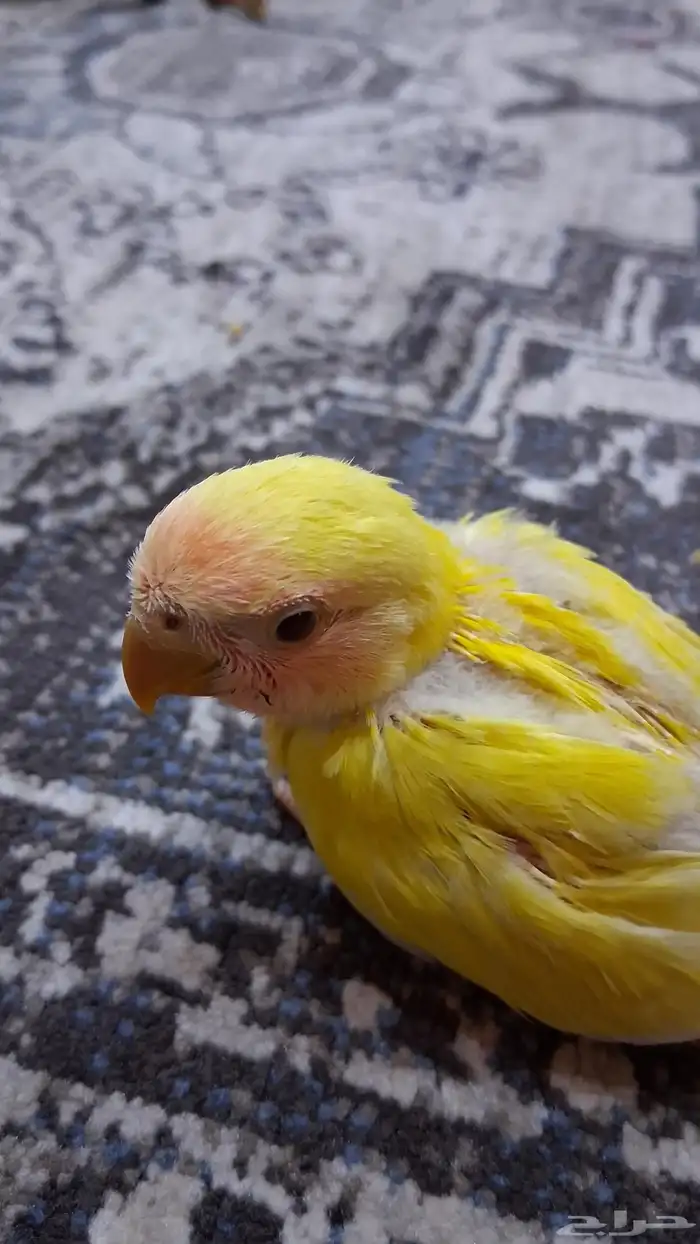 فرخ روز لاتينو 0