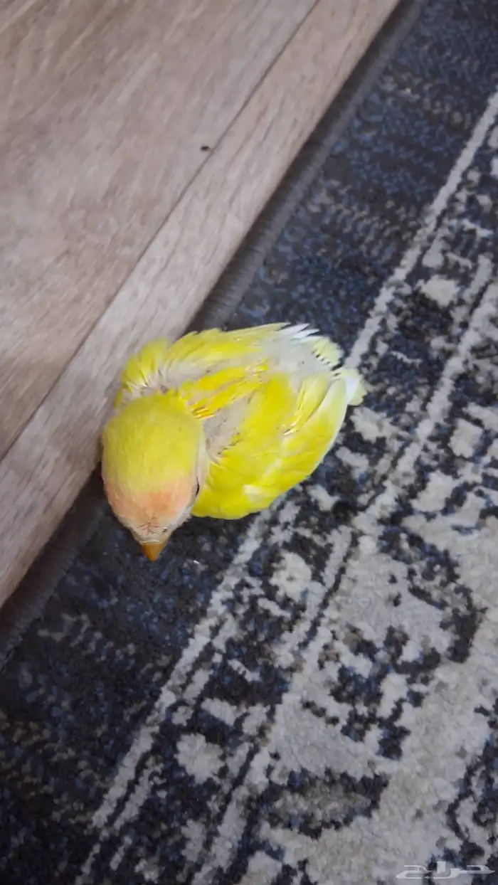 فرخ روز لاتينو 4