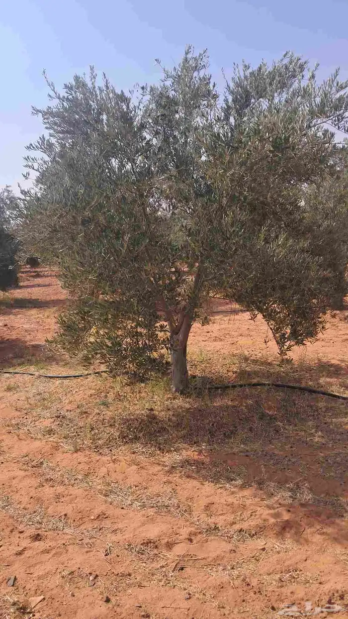 شجر باياض وجه درجه اولا 8