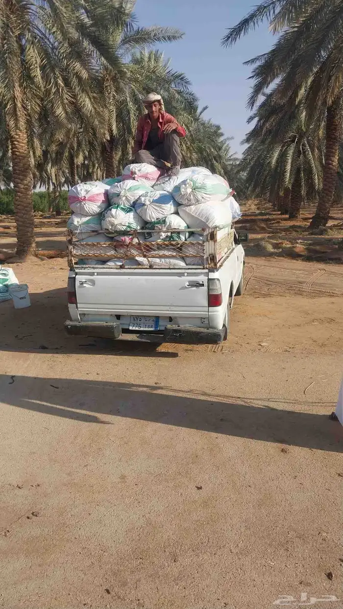 تمر حوالي 140كيس موقع درعيه 0