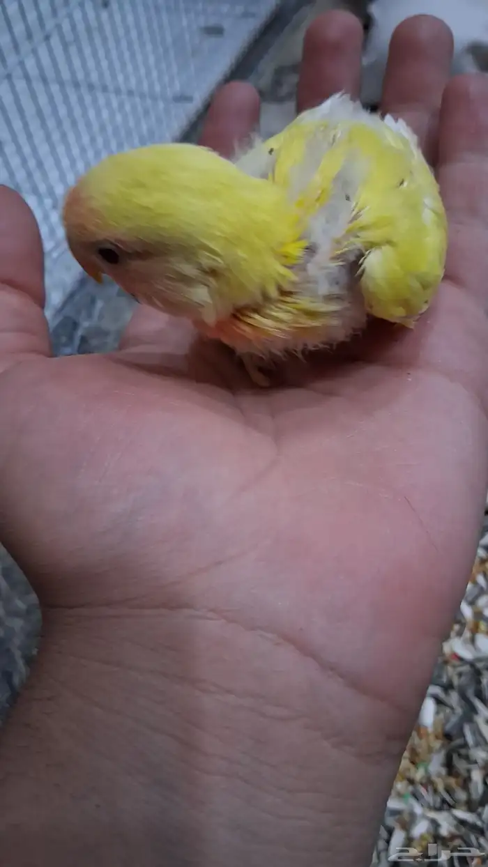 فرخ روز لاتينو 5