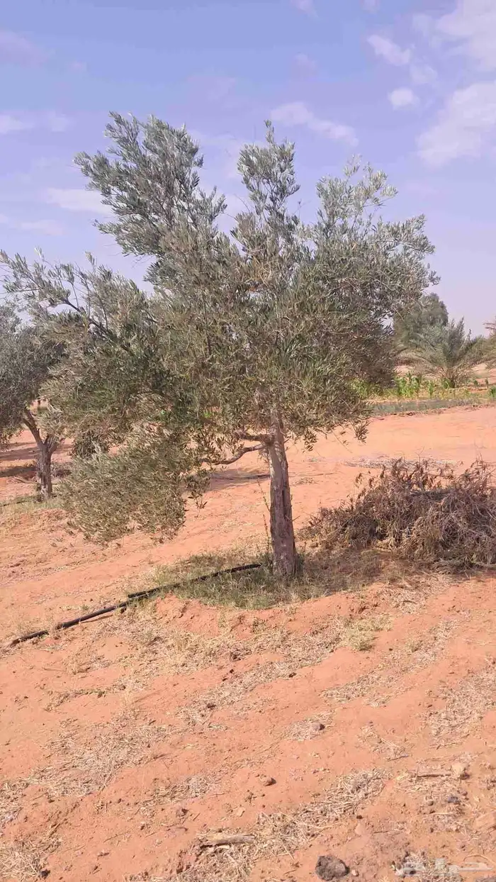 شجر باياض وجه درجه اولا 7