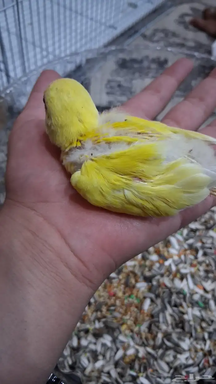 فرخ روز لاتينو 1